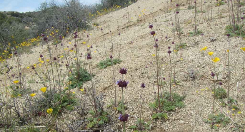 Wildflowers appear amidst a sandy landscape 